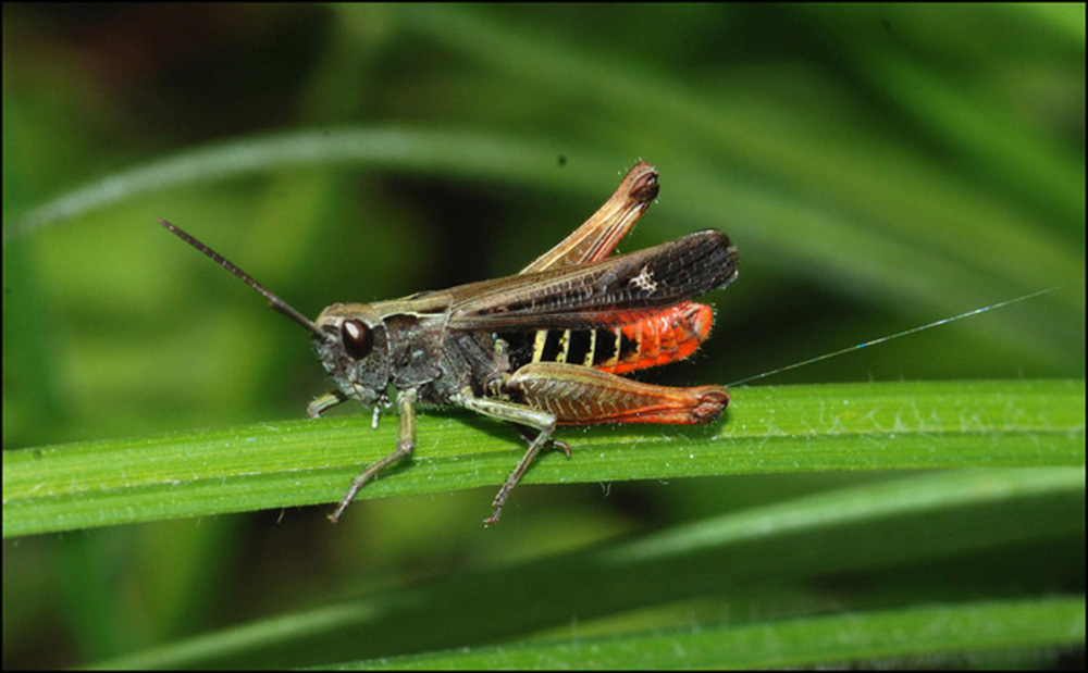 maschio di Omocestus rufipes